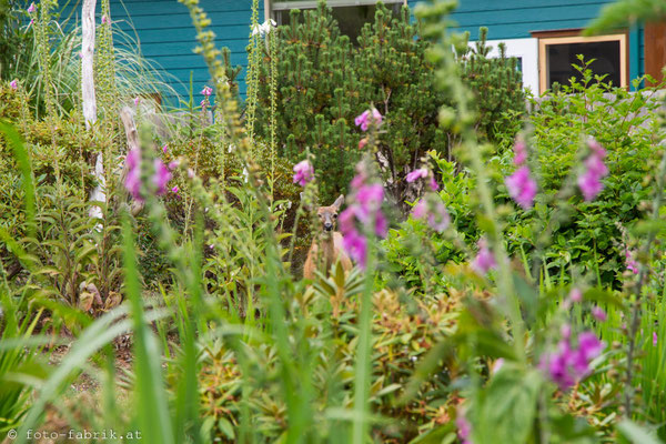 Ucluelet, Vancouver Island