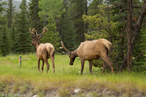 Elk, Jasper National Park