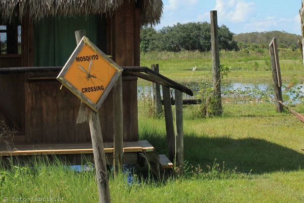 Everglades.