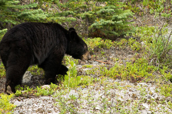 Bär, Jasper National Park