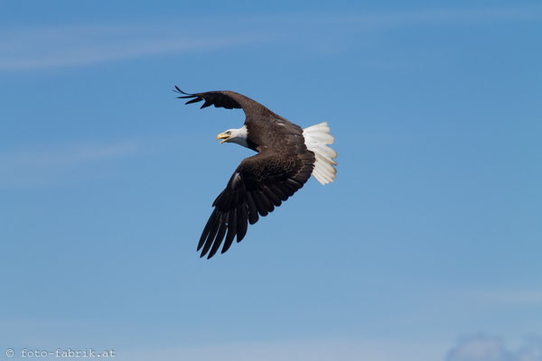 Bald Eagle, Vancouver Island