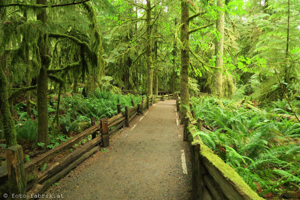 Cathedral Grove, Vancouver Island