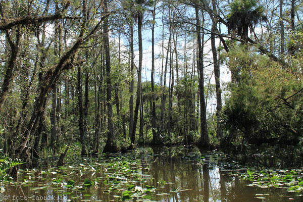 Everglades.