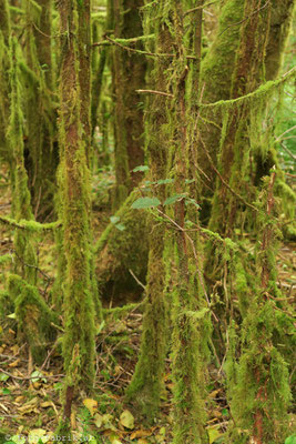 Rain Forest im Pacific Rim National Park, Vancouver Island