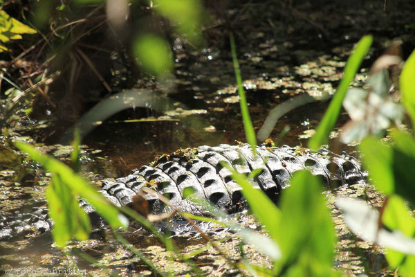 Everglades.