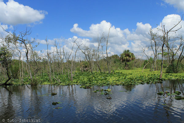Everglades.