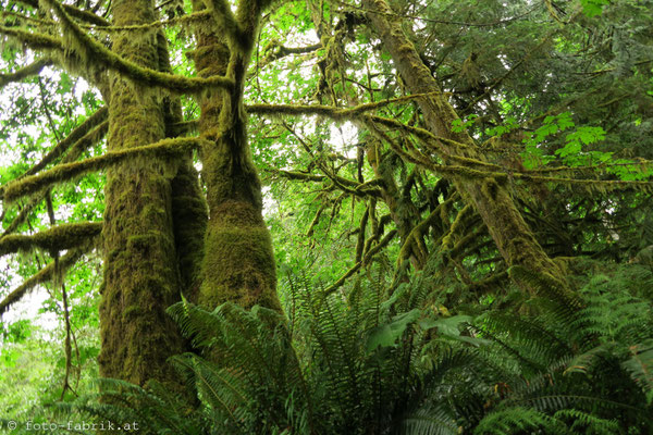 Cathedral Grove, Vancouver Island