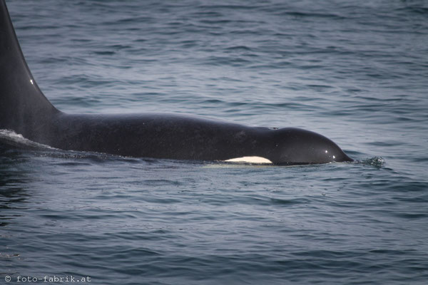 Orca, Vancouver Island