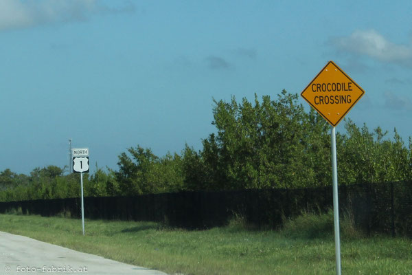 Crocodiles Crossing!!!