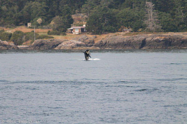 Orca, Vancouver Island