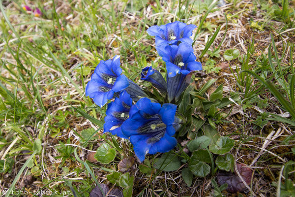 Dolomiti.