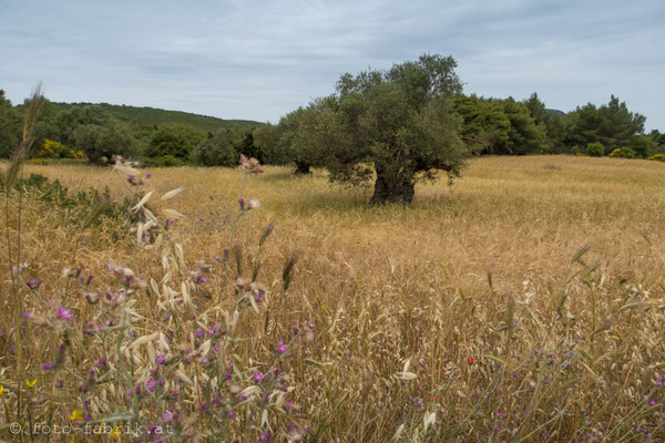 Zakynthos - Vegetation.