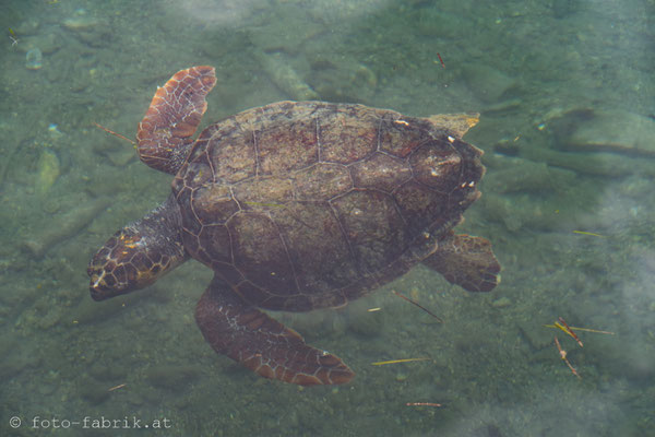 Kefalonia - Wasserschildkröten in Argostoli.