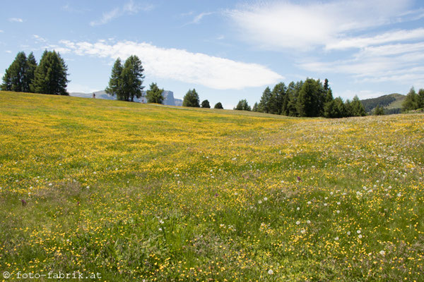 Dolomiti: Seiser Alm.