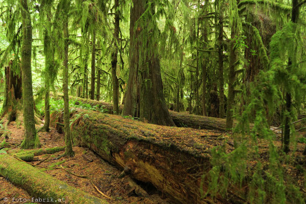 Cathedral Grove, Vancouver Island