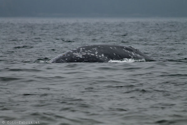 Grey Whale, Vancouver Island