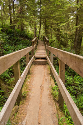 Rain Forest im Pacific Rim National Park, Vancouver Island