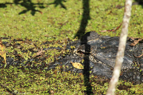 Everglades.