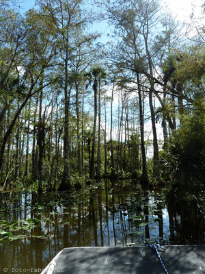 Everglades.
