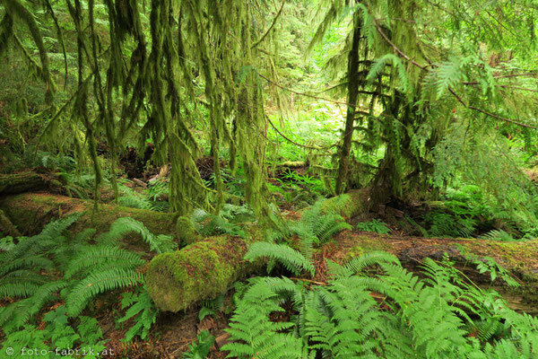 Cathedral Grove, Vancouver Island