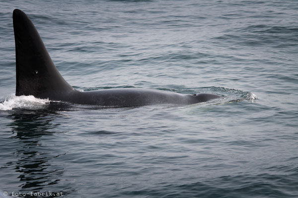 Orca, Vancouver Island