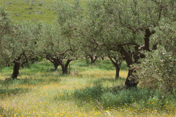 Zakynthos - Vegetation.