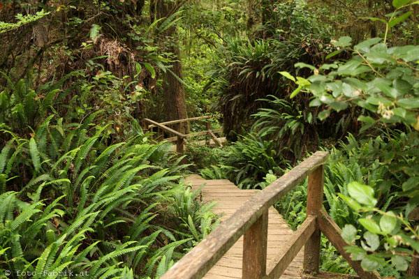 Rain Forest, Vancouver Island