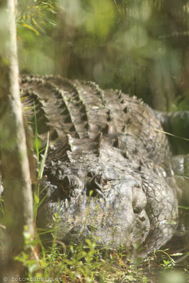 Everglades.