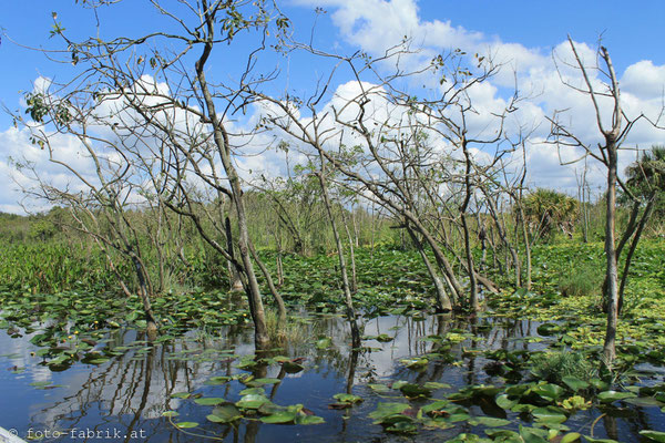 Everglades.
