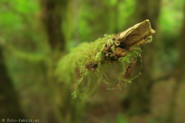 Rain Forest im Pacific Rim National Park, Vancouver Island