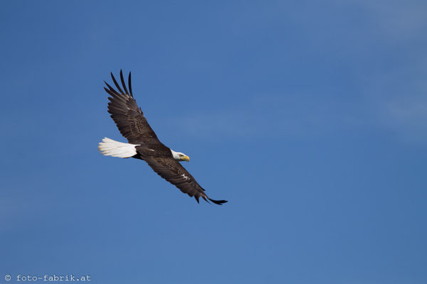 Bald Eagle, Vancouver Island