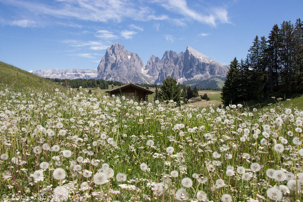 Dolomiti: Seiser Alm.