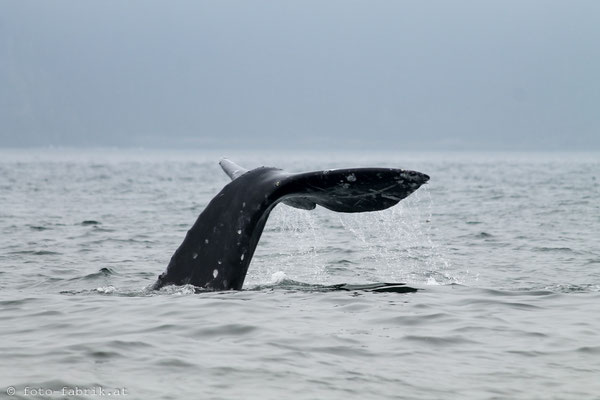 Grey Whale, Vancouver Island