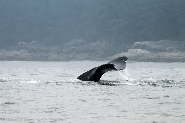 Grey Whale, Vancouver Island