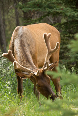Elk, Jasper National Park