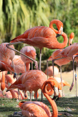 Busch Gardens, Tampa.