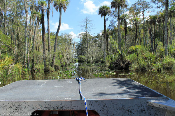 Everglades.