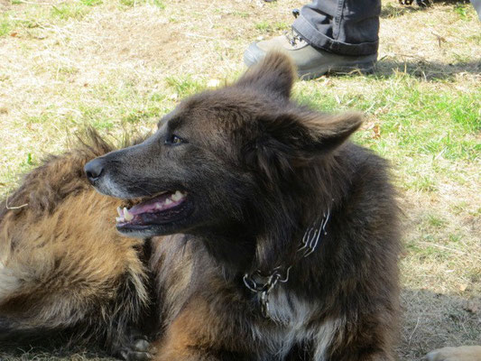 Sein Wolfshund