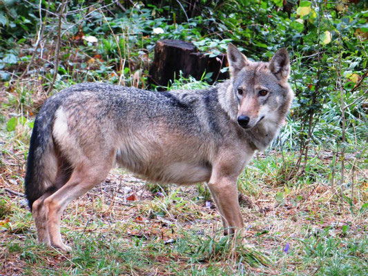 Ein bei Menschen aufgewachsener Wolf, der im Erwachsenenalter gefährlich wurde