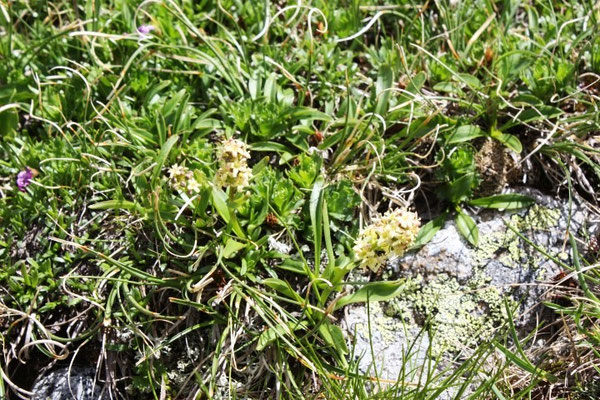 Speikblüte