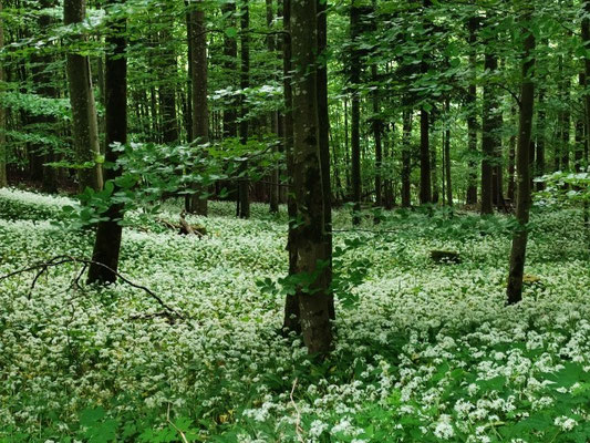 Blühender Bärlauch in österreichischen Wäldern