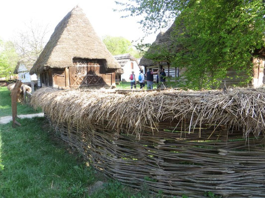 Typischer Weidenflechtzaum