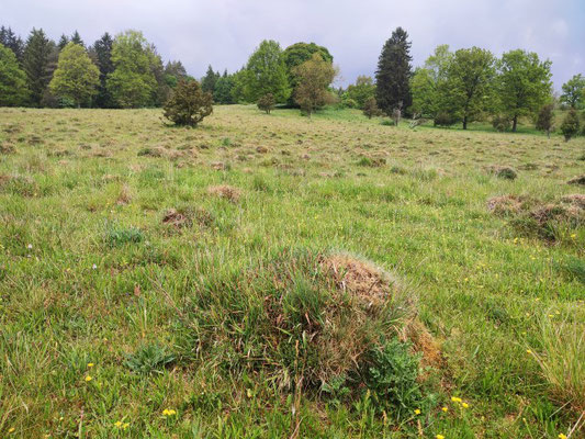 Dellenhäule: Hügel der Gelben Wiesenameise