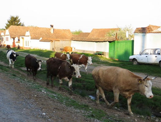 Kühe kehren von der Weide in den heimatlichen Stall