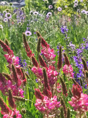 Blühende Wildblumenwiesen in der schwäbischen Ostalb