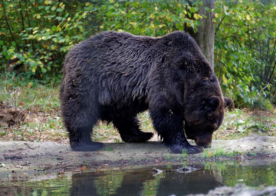 Hier können die Tiere in Frieden leben