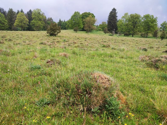 Dellenhäule: Hügel der Gelben Wiesenameise