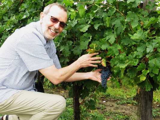 Mein Mann begutachtet die Weintrauben