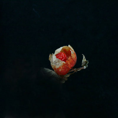 Ripening MGeraci