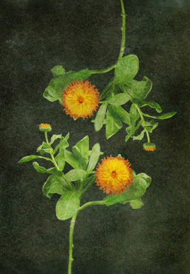 Goudsbloem